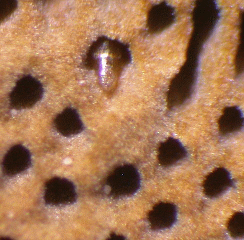 Baranowskiella ehnstromi, Europas kleinster Käfer mit Domizil im Muschelförmigen Feuerschwamm Phellinus conachatus, pinkelt hier seinem Nachbarn direkt auf die Fußmatte.